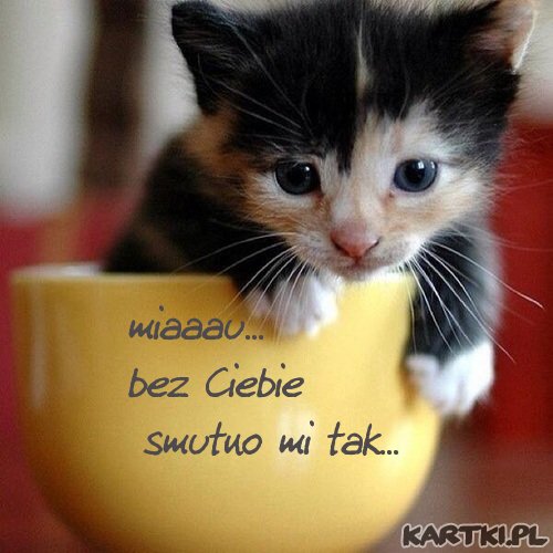 miau... bez Ciebie smutno mi tak...