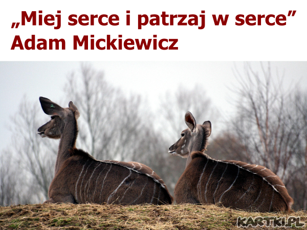 Miej serce