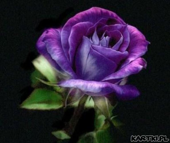 MILUTKIEGO..DNIA..KRYSIU..POZDRAWIAM CIEPLUTKO