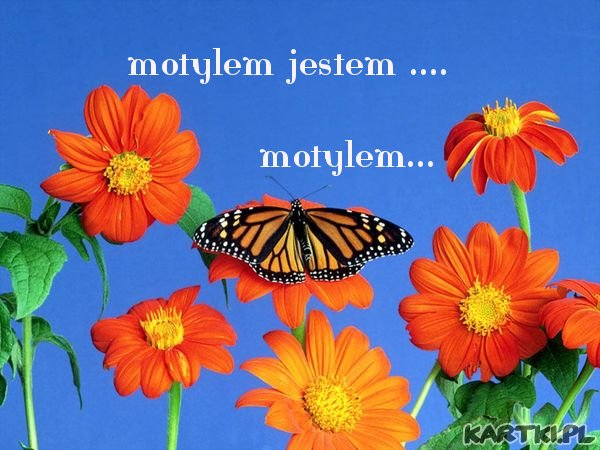 motylem jestem