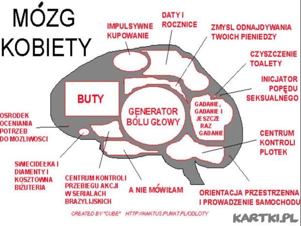 Mózg Kobiety