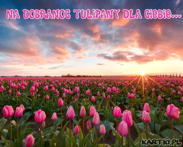  na dobranoc tulipany dla Ciebie...