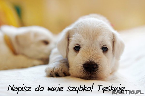 Napisz do mnie szybko! Tęsknię...