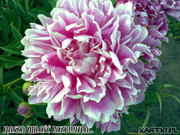 Nasza miłość ROZKWITŁA.