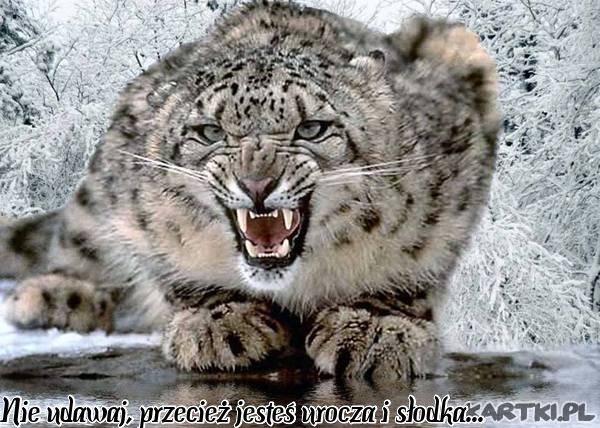 Nie udawaj, przecież jesteś urocza i słodka...