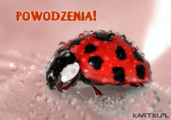 Niech Ci przyniesie szczęście! Powodzenia