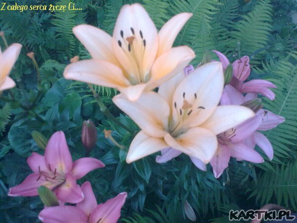 pachnącego dnia życzę