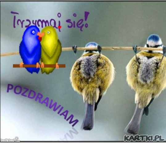 pozd
