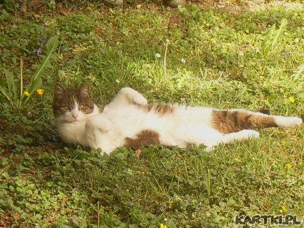 Pozdrawiam Cię Kocie