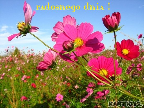 pozdrawiam i życzę radosnego dnia !