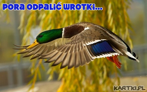 Pozdrowienia, miłego dnia, dzień dobry