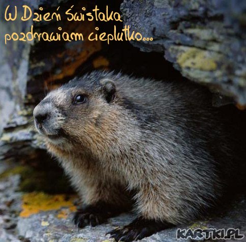 Pozdrowienia od świszcza-Dzień Świstaka