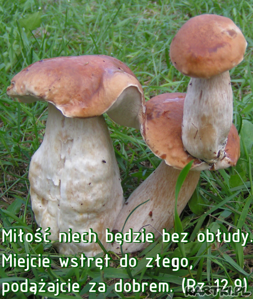 Prawdziwa miłość