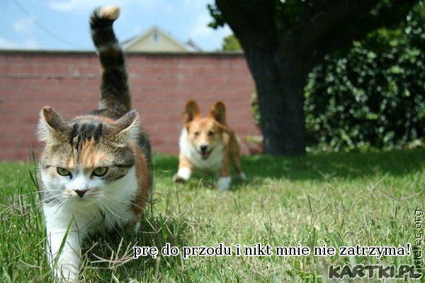 prę do przodu i nikt mnie nie zatrzyma...!