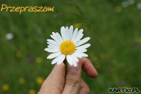 Przepraszam