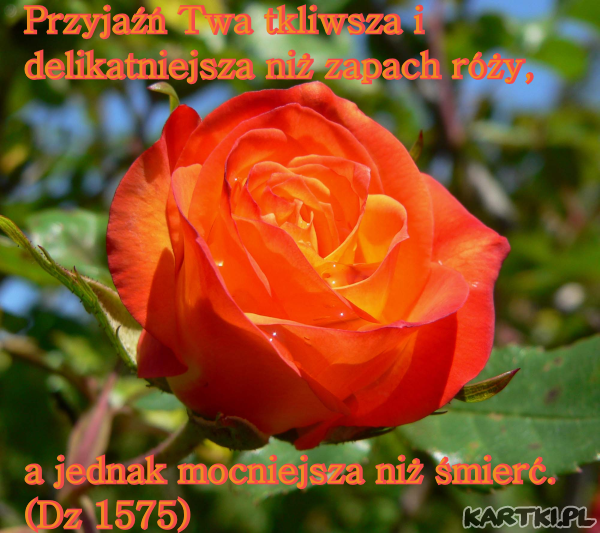 Przyjaźń mocniejsza od śmierci