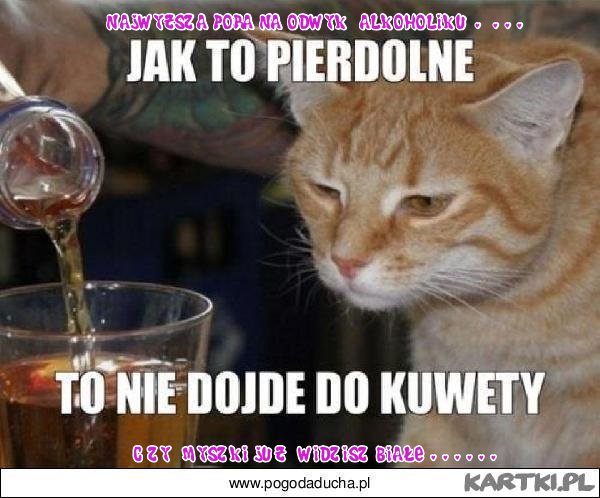 Rozmyślania kocura .