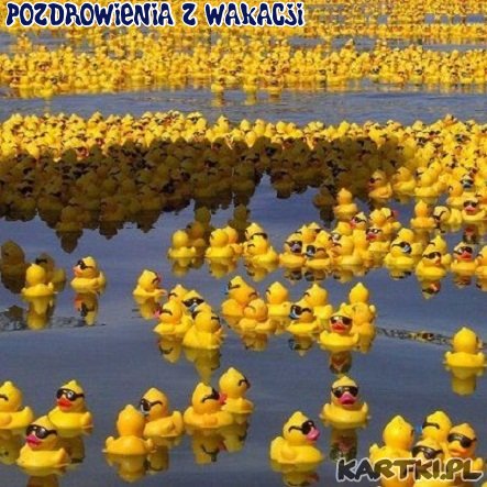  Rzepak, łubin..? Nie..! To kaczki nieboraczki..:))