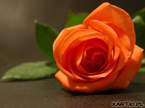 Ta roza wszystko Ci powie...