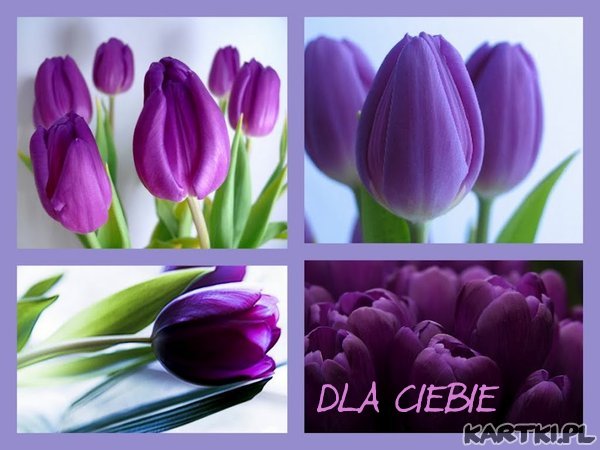 *TULIPANY,TULIPANY *