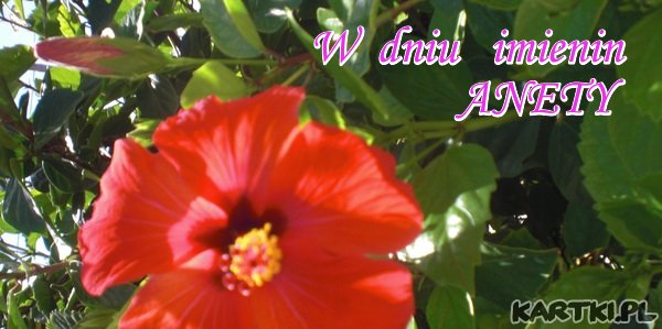W  dniu  imienin  Anety
