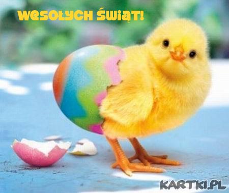 Wesołego kurczaczka!