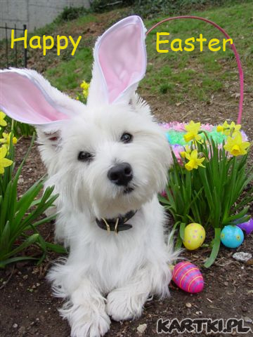 westie 