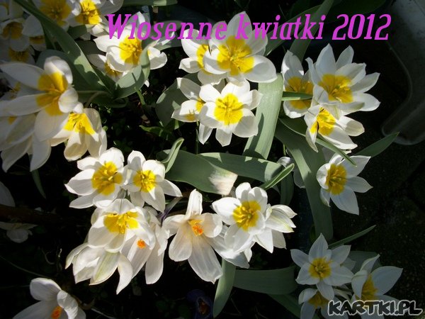 Wiosna 2012
