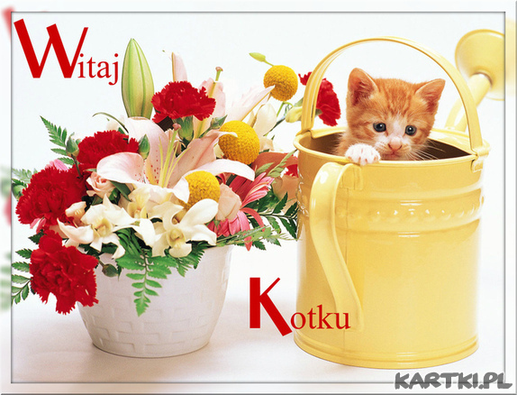 Witaj Kotku...