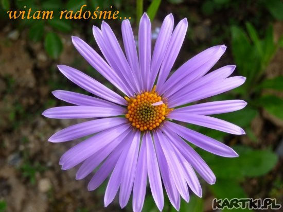 witam radośnie...