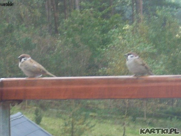 wróble