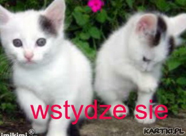 wstydze