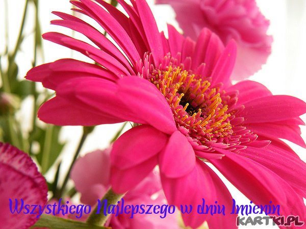 Wszystkiego Najlepszego 