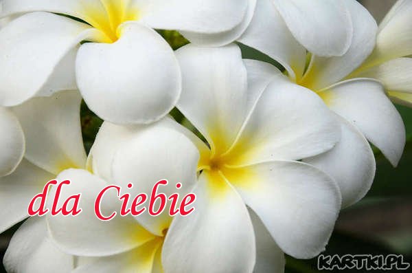 wyjątkowe kwiaty dla Ciebie