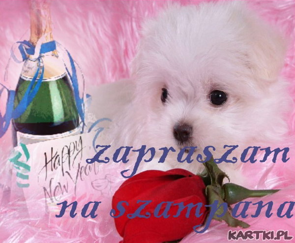 zapraszam