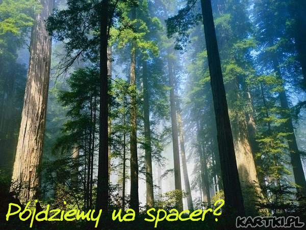 Zaproszenie na spacer po lesie