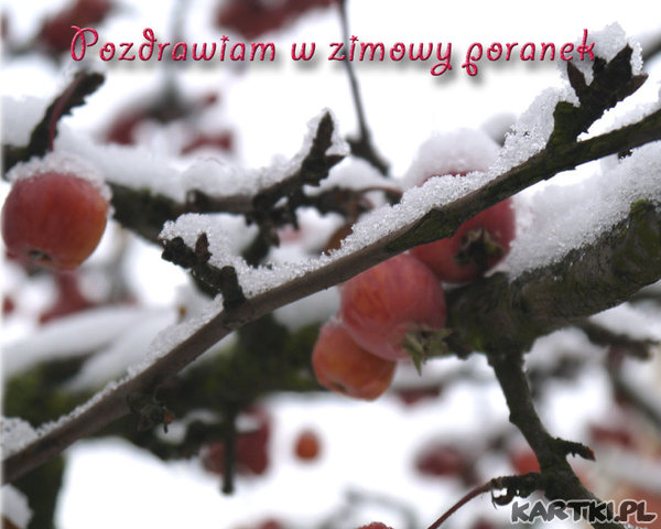 Zimowe pozdrowienia