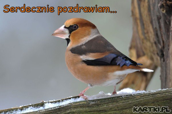 Zimowe pozdrowienia z grubodziobem w tle