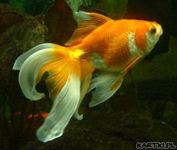 Złota rybka
