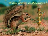 Aprilisowo pozdrawiam, dobry humor zostawiam!