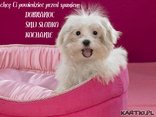 chcę Ci powiedzieć przed spaniem DOBRANOC MOJE KOCHANIE