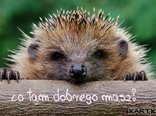 co tam dobrego masz?