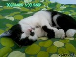 Dobranoc