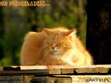 ♥drzemka....
