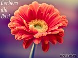 gerbera