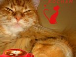 I Love Cats