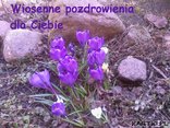 Krokusy dla Ciebie