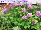 Kwiatki z  przydomowych belińskich rabatek