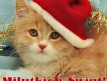 milutkich Świąt!