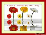 MILUTKIEGO WIECZORKU